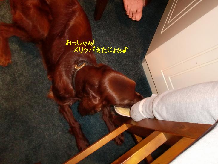 f:id:coppa06:20100413164537j:image f:id:coppa06:20100413164537j:image