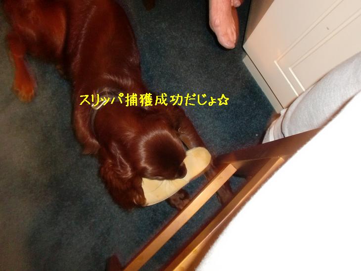 f:id:coppa06:20100413164556j:image f:id:coppa06:20100413164556j:image