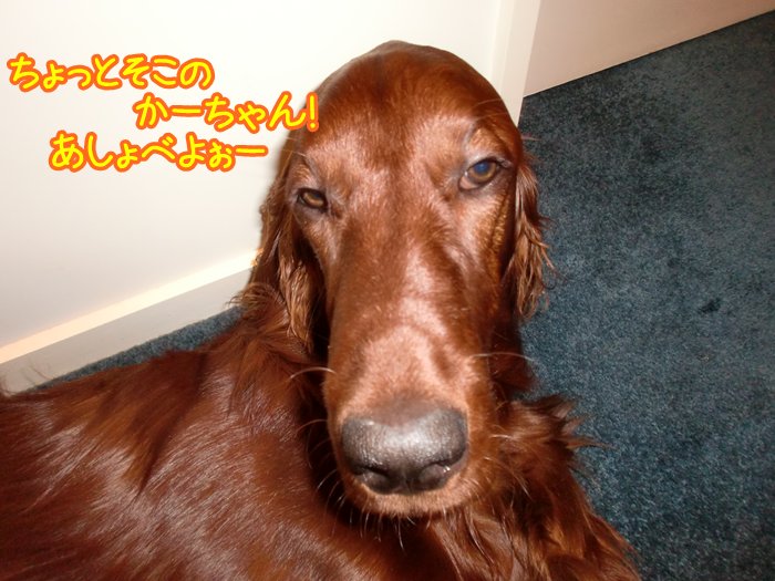 f:id:coppa06:20100426122453j:image f:id:coppa06:20100426122453j:image