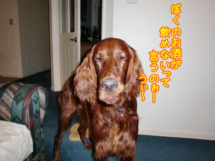 f:id:coppa06:20100427171111j:image f:id:coppa06:20100427171111j:image