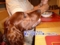 Irish setter