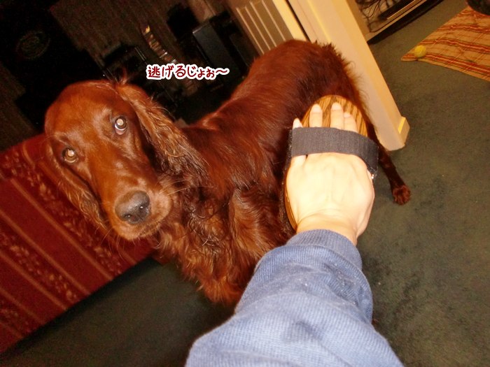 f:id:coppa06:20100724164150j:image f:id:coppa06:20100724164150j:image