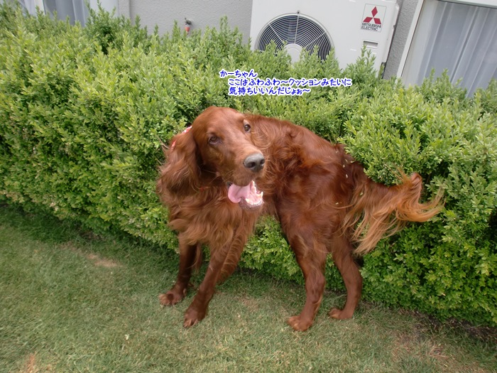 f:id:coppa06:20111207135657j:image f:id:coppa06:20111207135657j:image