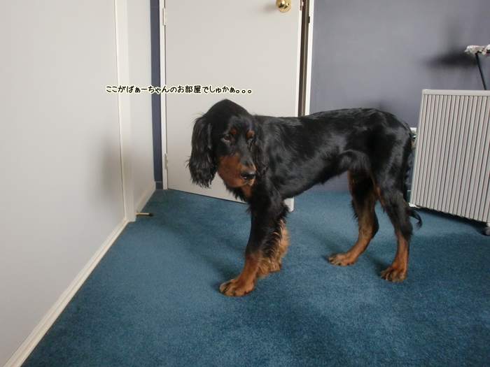 gordon setter max