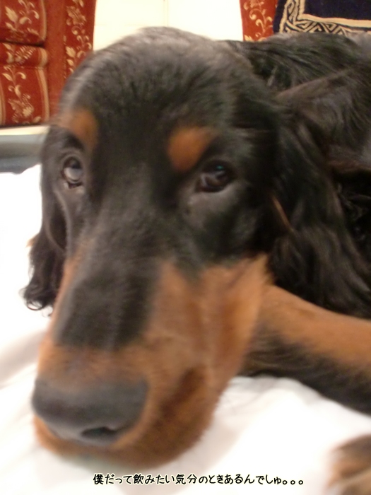 f:id:coppa06:20120508175854j:image f:id:coppa06:20120508175854j:image