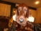 irish setter coppa