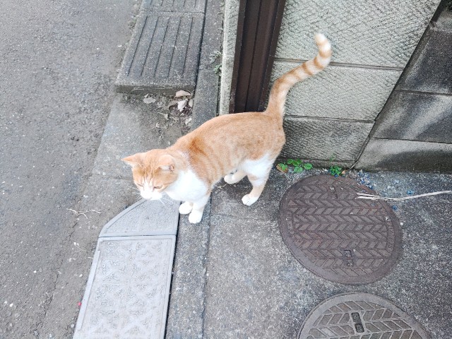 f:id:core-mama:20211108111045j:image