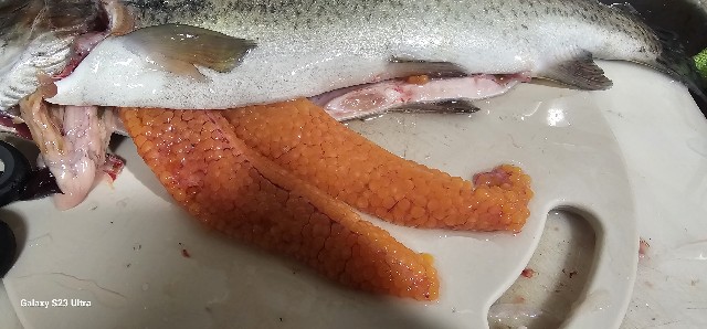 f:id:core-mama:20231022010233j:image