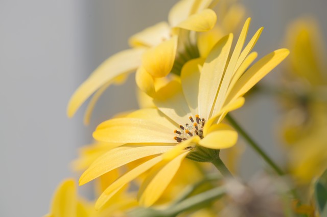 時間 燃焼の反応 実験 ビフィズスや肥満 方法！改善に関して 