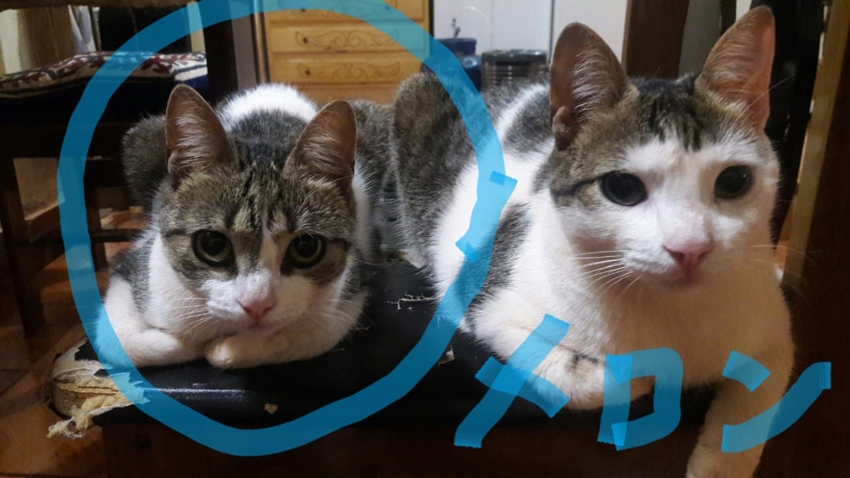f:id:coreessence:20190317075257j:plain
