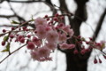 [桜][春]公園の八重桜