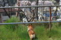 [犬][コーギー]きなこのお花見