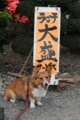 [犬][コーギー]大盛り食べたい