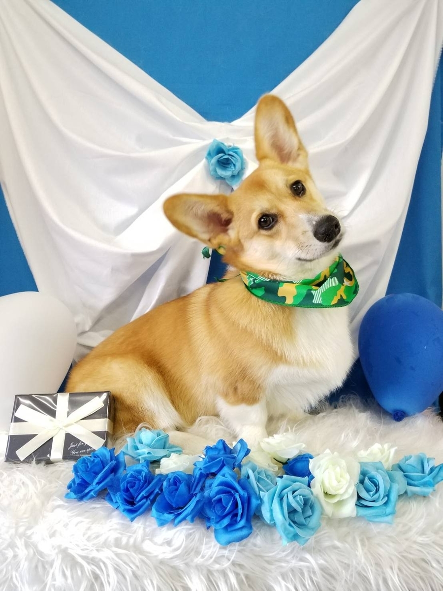 デカ耳コーギー小太郎の兄弟犬をご紹介したいと思います コギコタログ