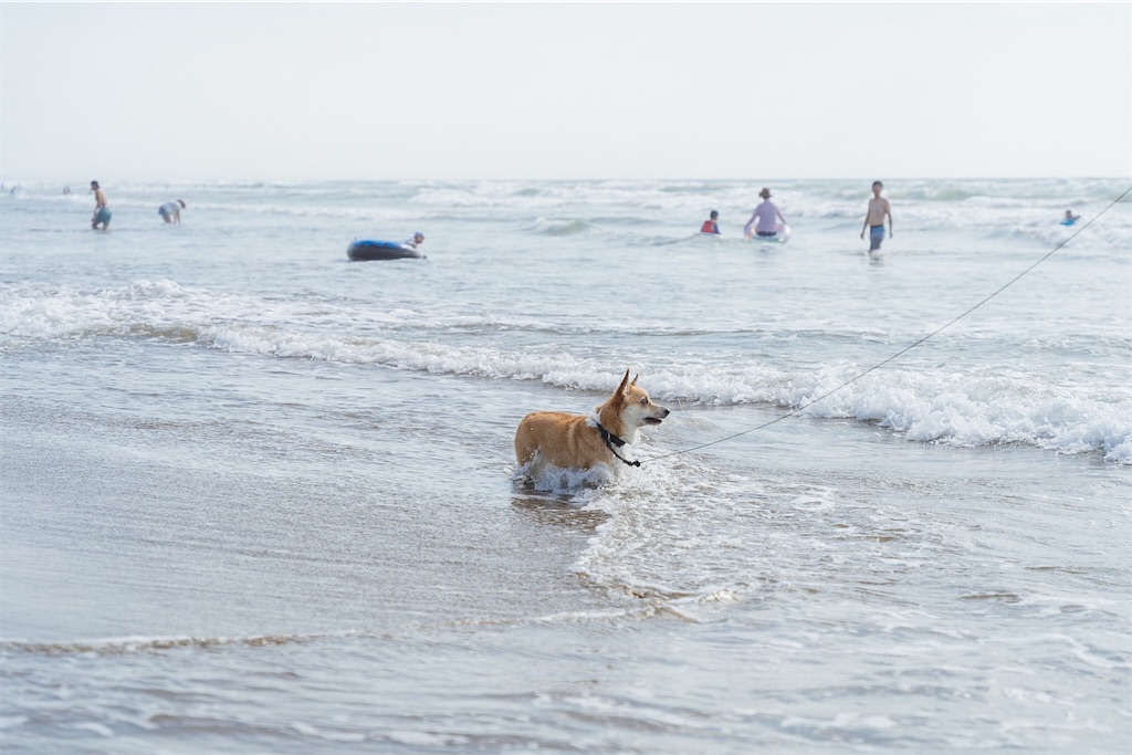 f:id:corgikotaro526:20200909170619j:image f:id:corgikotaro526:20200909170619j:image