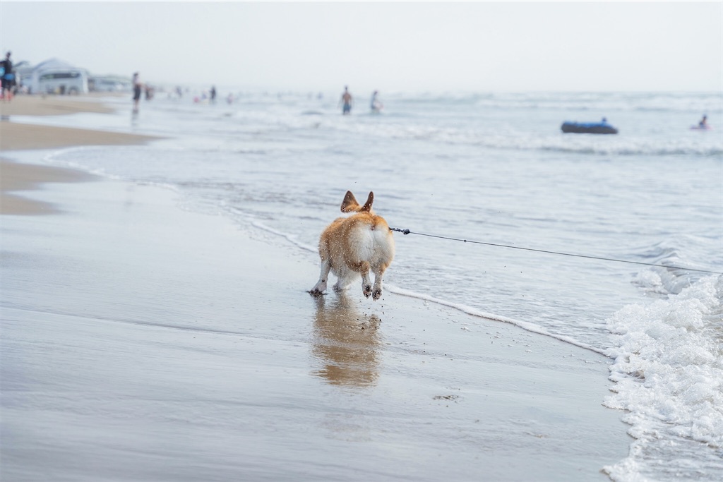 f:id:corgikotaro526:20200909170630j:image f:id:corgikotaro526:20200909170630j:image