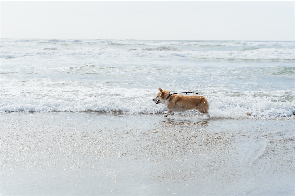 f:id:corgikotaro526:20200909170643j:image f:id:corgikotaro526:20200909170643j:image