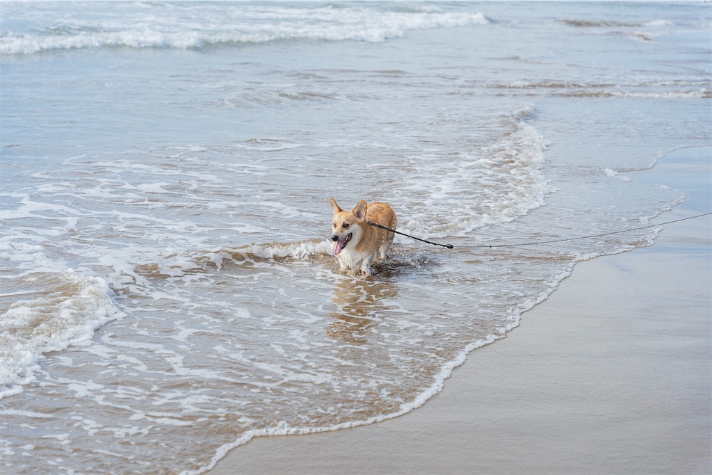 f:id:corgikotaro526:20200909170713j:image f:id:corgikotaro526:20200909170713j:image