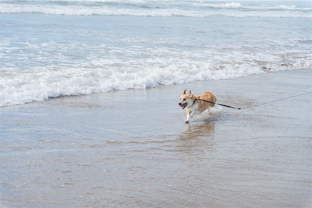f:id:corgikotaro526:20200909170801j:image f:id:corgikotaro526:20200909170801j:image