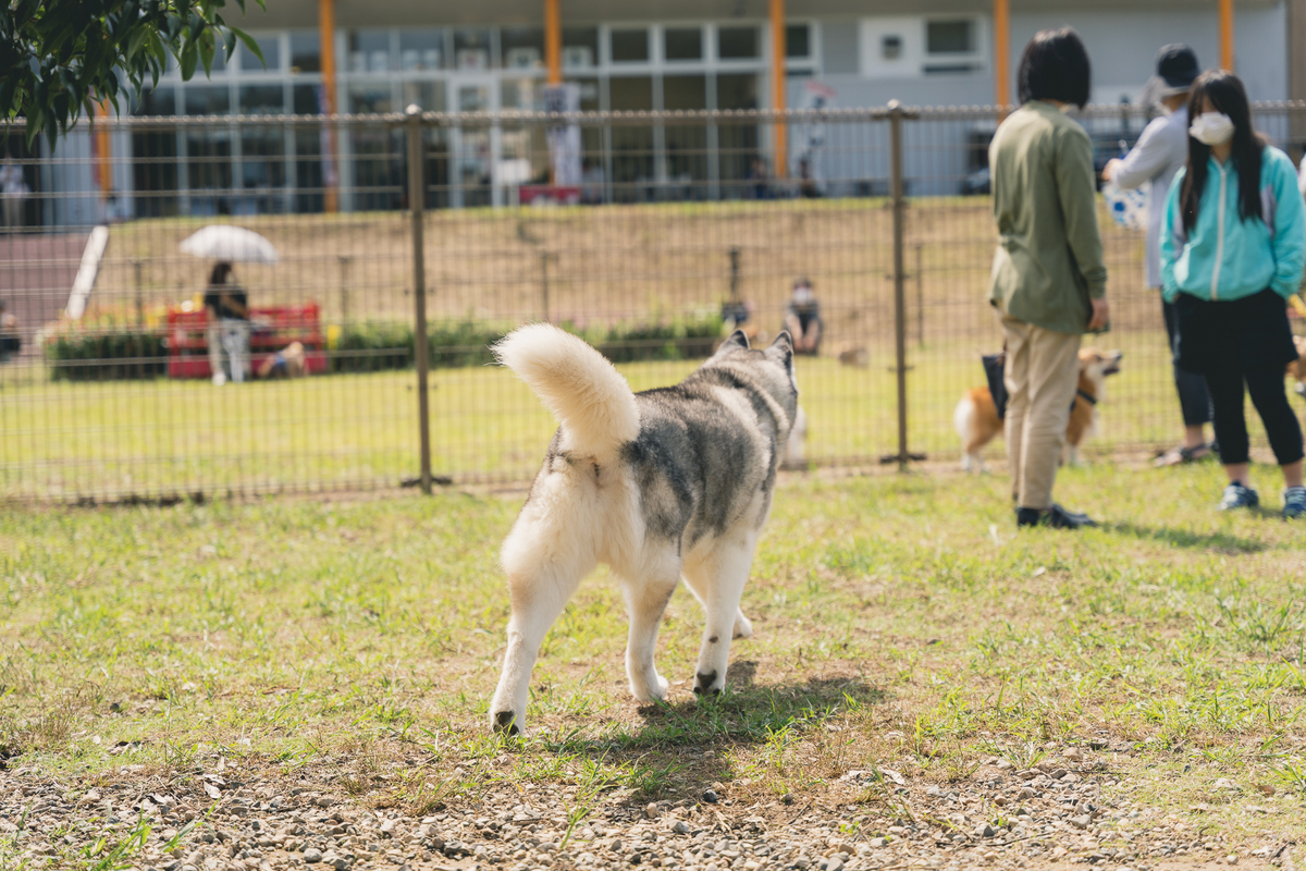 f:id:corgikotaro526:20201015133018j:plain
