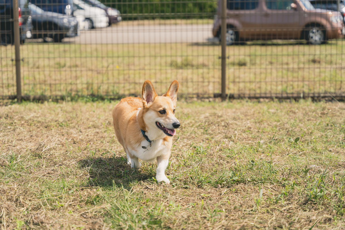 f:id:corgikotaro526:20201015133051j:plain