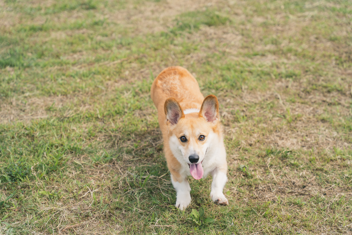 f:id:corgikotaro526:20201015133052j:plain