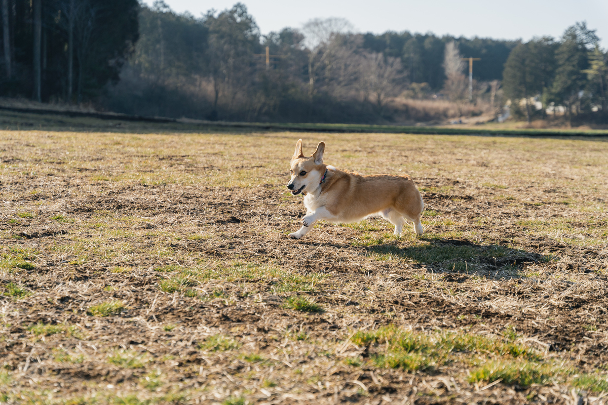 f:id:corgikotaro526:20210624104726j:plain