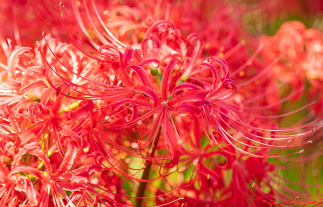 f:id:coriginality:20201007135149j:plain