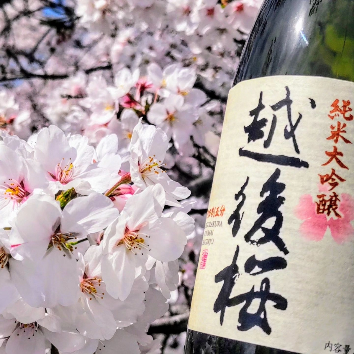 越後桜
