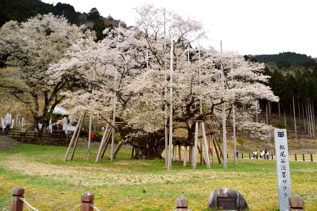 薄墨桜