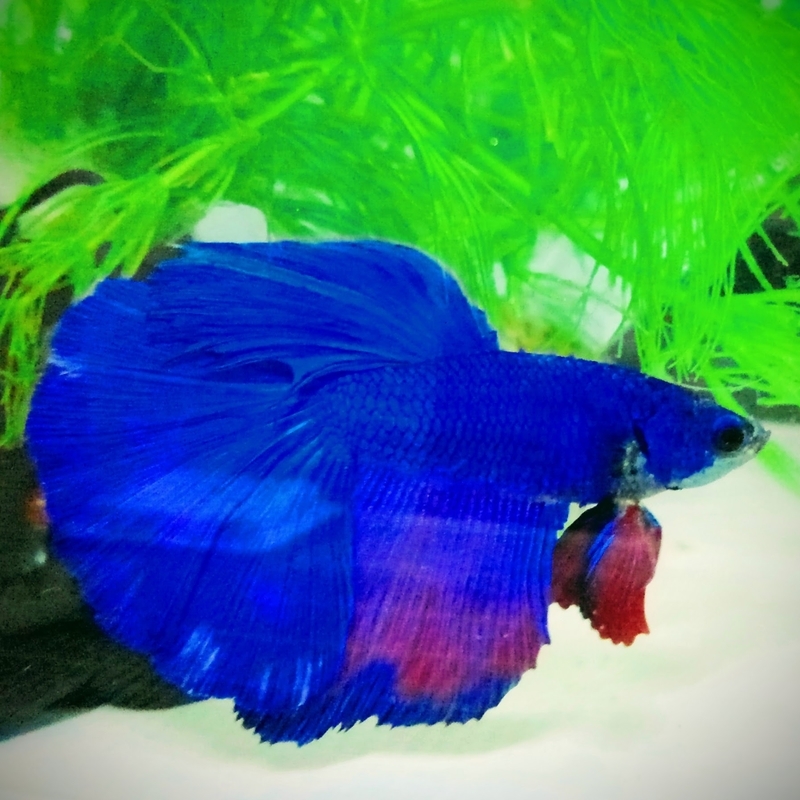 ベタとは 動植物の人気 最新記事を集めました はてな