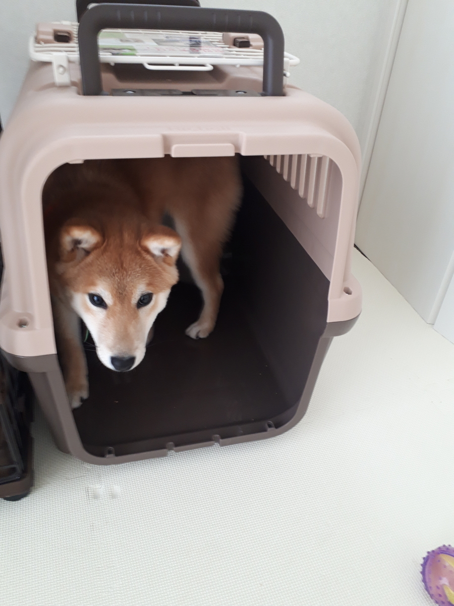 新しいクレート 柴犬コロちゃん ファミリー日記 新しいクレート 柴犬コロちゃん ファミリー日記