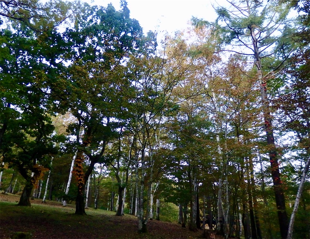 f:id:coro3po:20201107090202j:image