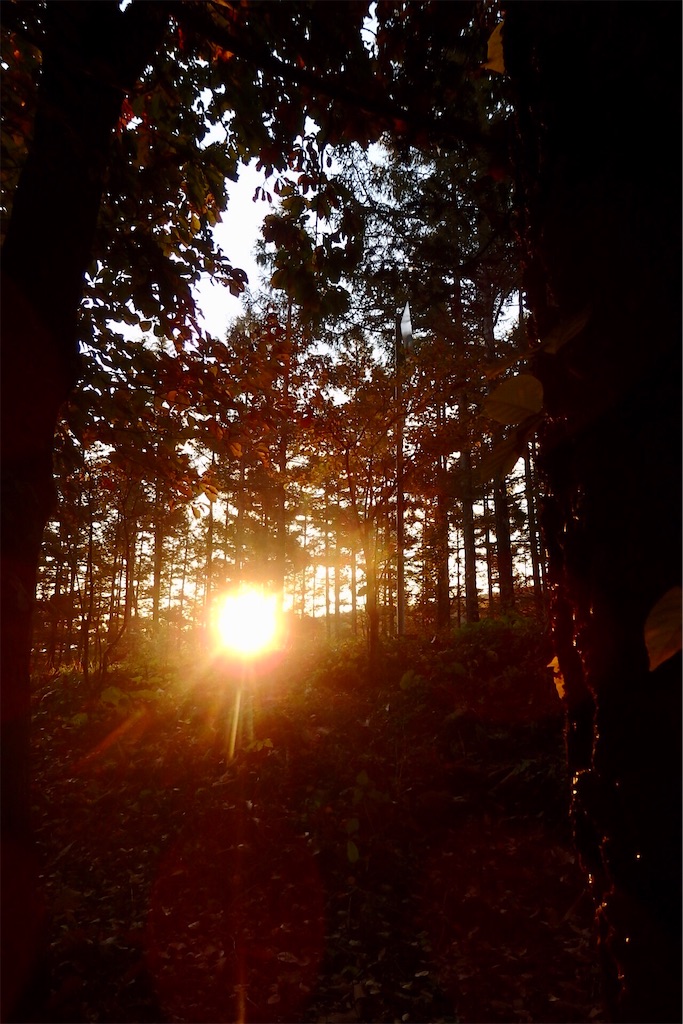 f:id:coro3po:20201107141240j:image