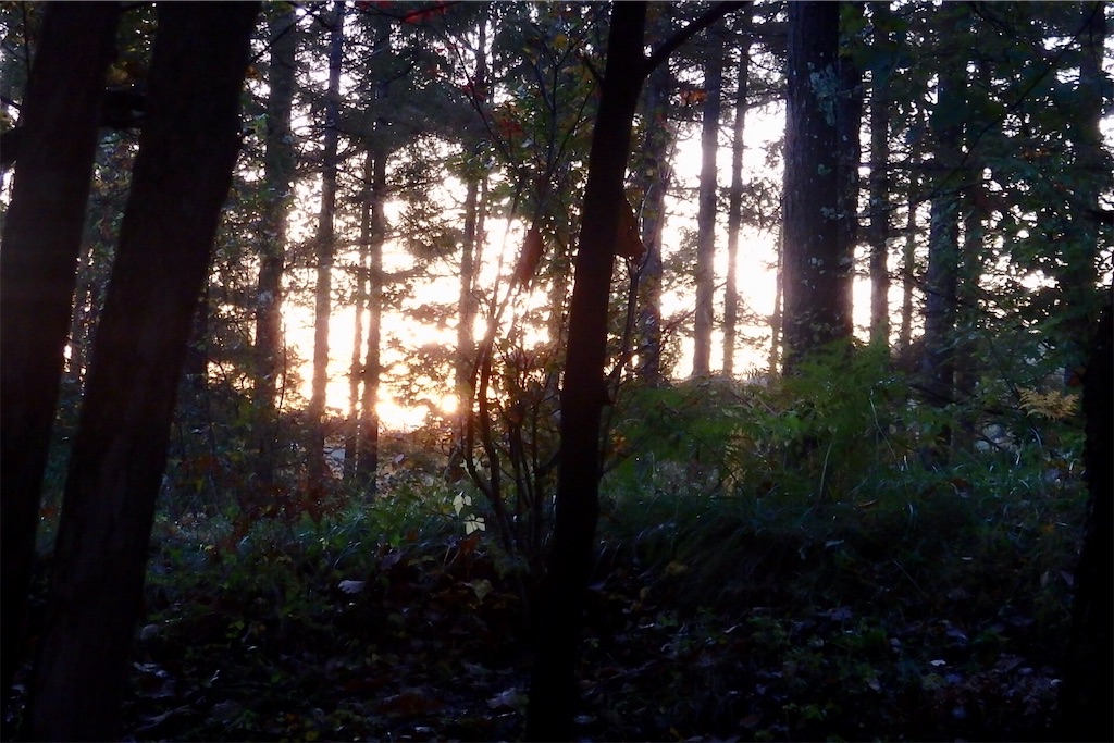 f:id:coro3po:20201107141245j:image