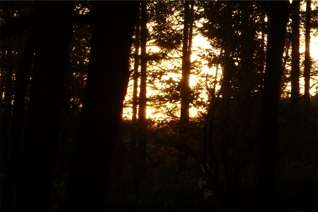 f:id:coro3po:20201107141254j:image