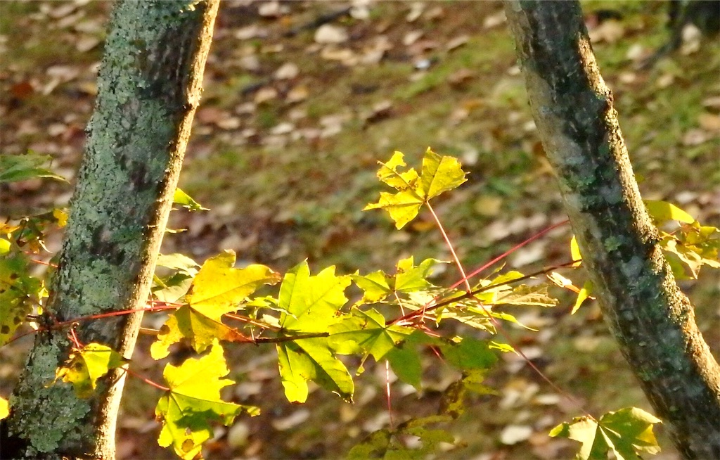 f:id:coro3po:20201107141546j:image