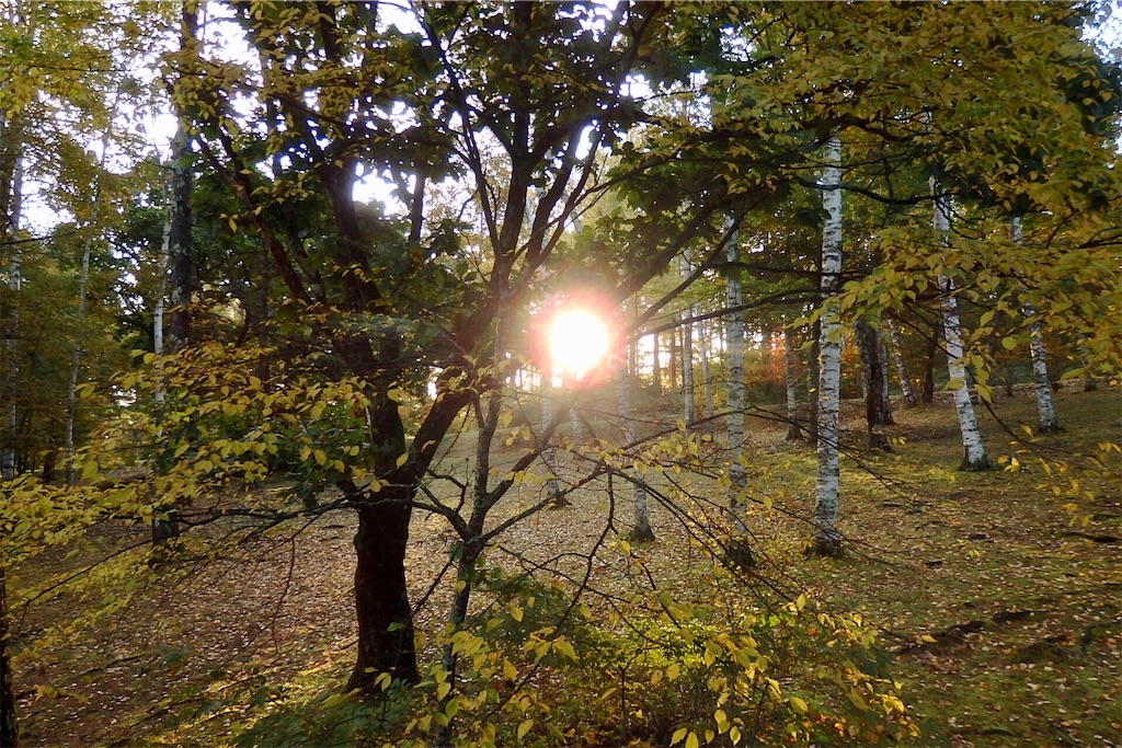 f:id:coro3po:20201107141551j:image