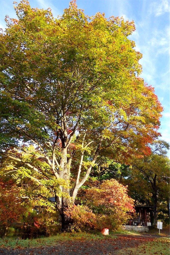f:id:coro3po:20201107141810j:image