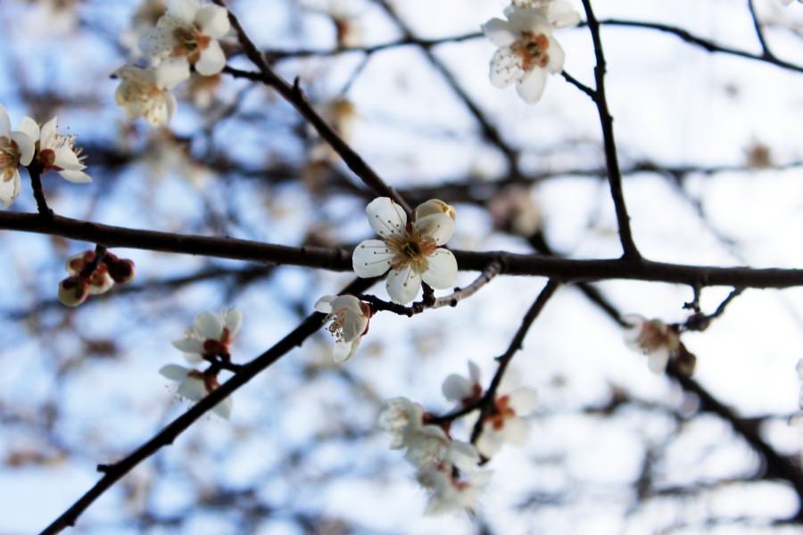 f:id:corocoma:20160321220110j:plain