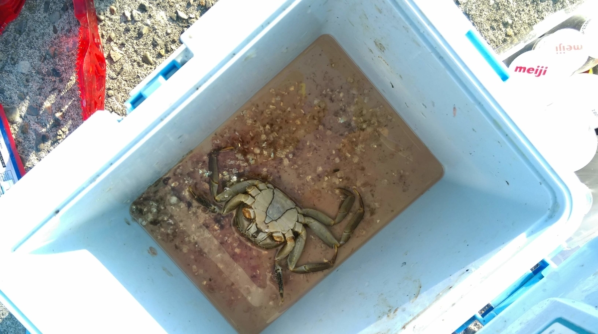 f:id:corocoma:20190517171302j:plain
