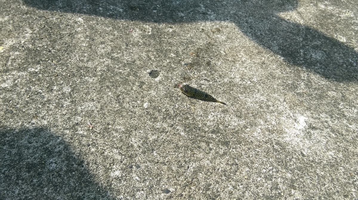 f:id:corocoma:20190518085736j:plain