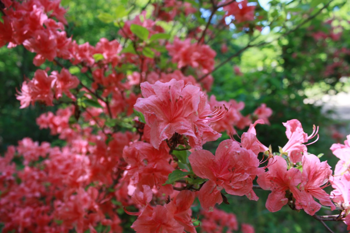 f:id:corocoma:20190523143803j:plain