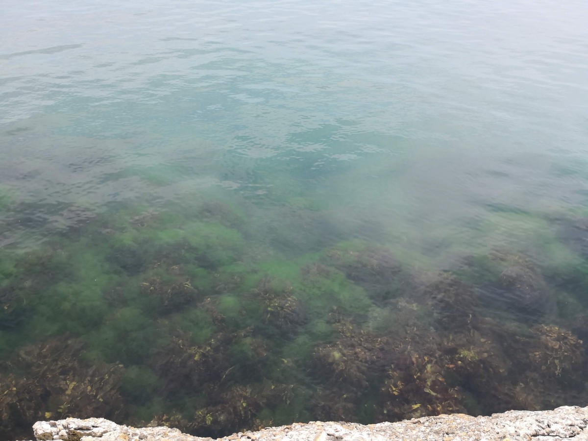 f:id:corocoma:20190614122439j:plain