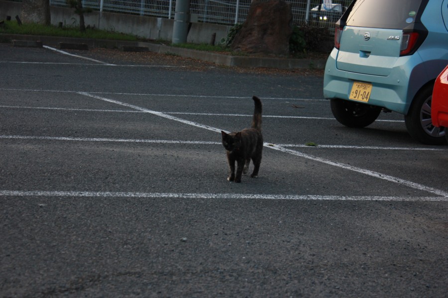 f:id:corocoma:20190826182112j:plain f:id:corocoma:20190826182112j:plain
