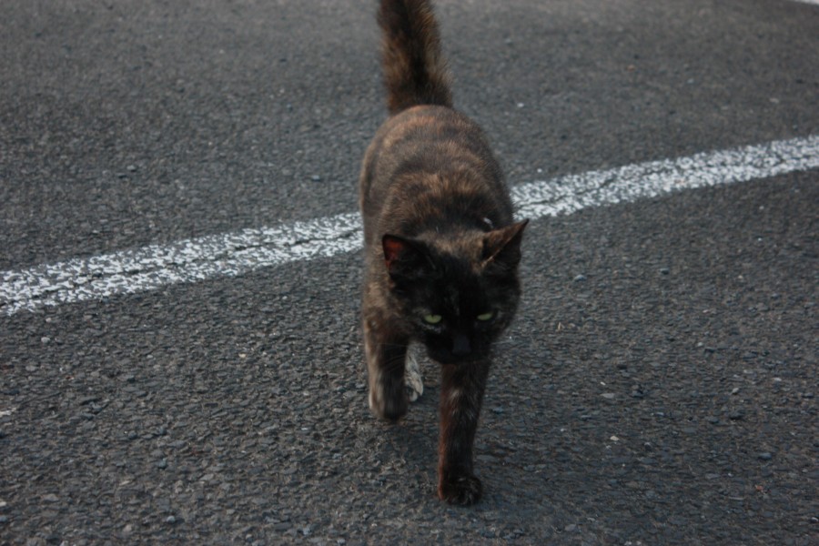 f:id:corocoma:20190826182129j:plain f:id:corocoma:20190826182129j:plain