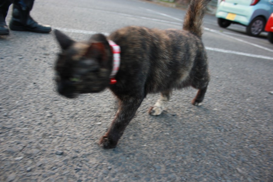 f:id:corocoma:20190826182131j:plain f:id:corocoma:20190826182131j:plain