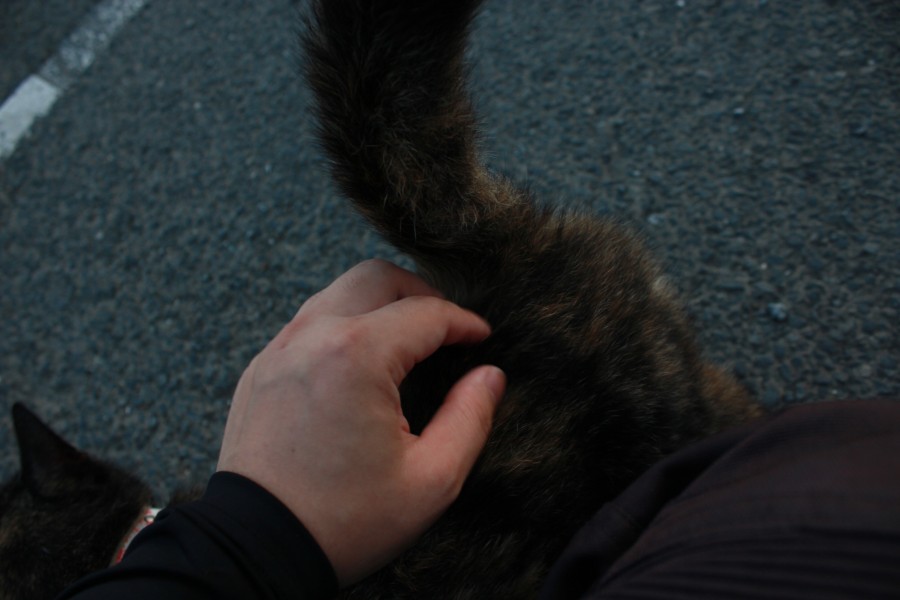 f:id:corocoma:20190826182140j:plain f:id:corocoma:20190826182140j:plain