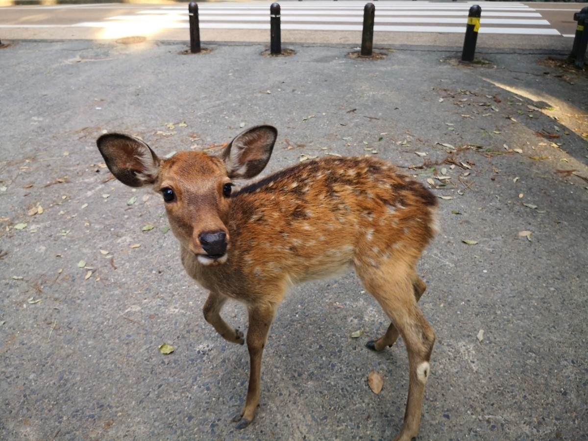 f:id:corocoma:20201012154647j:plain