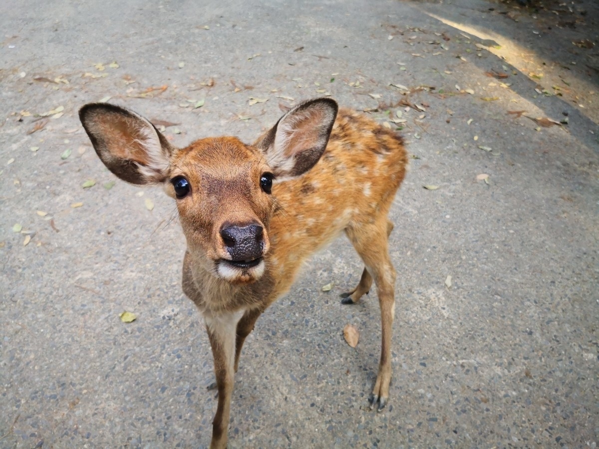 f:id:corocoma:20201012154648j:plain